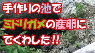 【手作り池】まさかのカメの産卵にでくわす！【DIY】【Biotope】