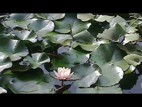 Botanical Gardens Palermo, Italy