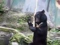 Kung Fu Bear Original Footage