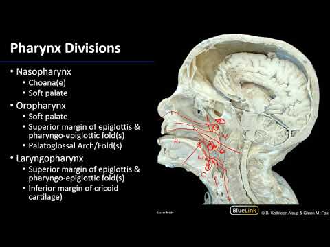 Larynx and Pharynx - Pharynx