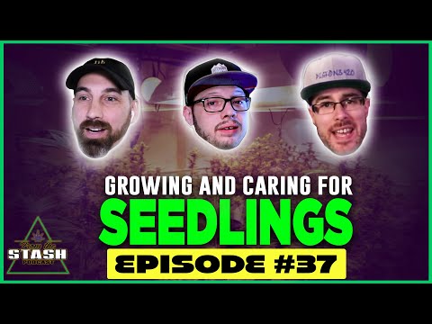 Caring For Plant Seedlings - From the Stash Podcast Ep. 37