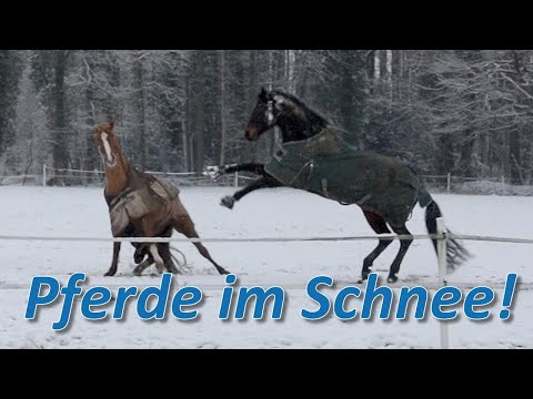 Pferde im Schnee - Falco & Bourbon dürfen mit raus! Ganze Paraden Training für Bourbon