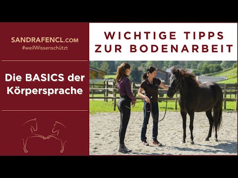 👉🏼 Wichtige Tipps in der Bodenarbeit - Körpersprache Basics 🐎✨