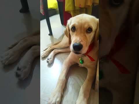 Leona pappu alaparaigal 😂😂# shorts #funny