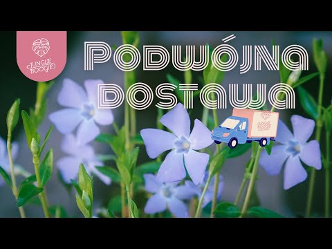 WYJĄTKOWA (PODWÓJNA) DOSTAWA W JUNGLE BOOGIE! Pnącza ogrodowe 👩‍🌾 kolekcjonerskie filodendrony 💎