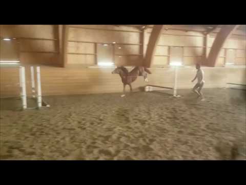 Cherokee LSH -17 by Cascadello I x Canterbury x Orlando