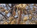 Hasdev Jangal Abhyaran Song Cuta Jahi KA Re Kata Jahi Ka Best Song Jungal Hasdev