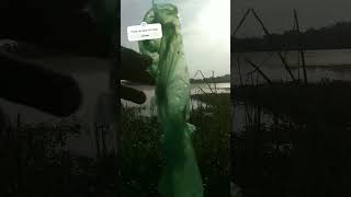 Download lagu ZONK #shorts #mancing #fishing #maklampir #4k mp3