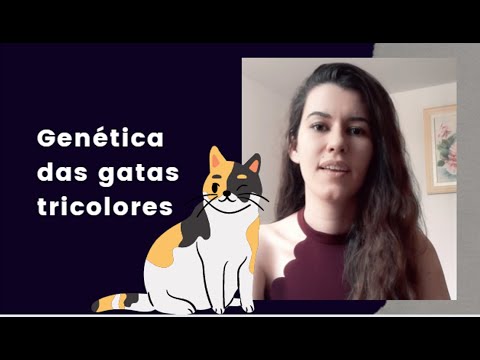 Genética das gatas tricolores (cálicos)  e das cascos de tartaruga