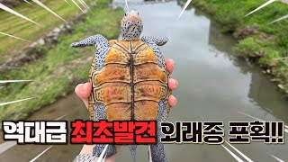 최초!! 한국 앞바다에서 상상도 못한 외래종이 포획되었습니다!! 어떻게 해야할까요??
