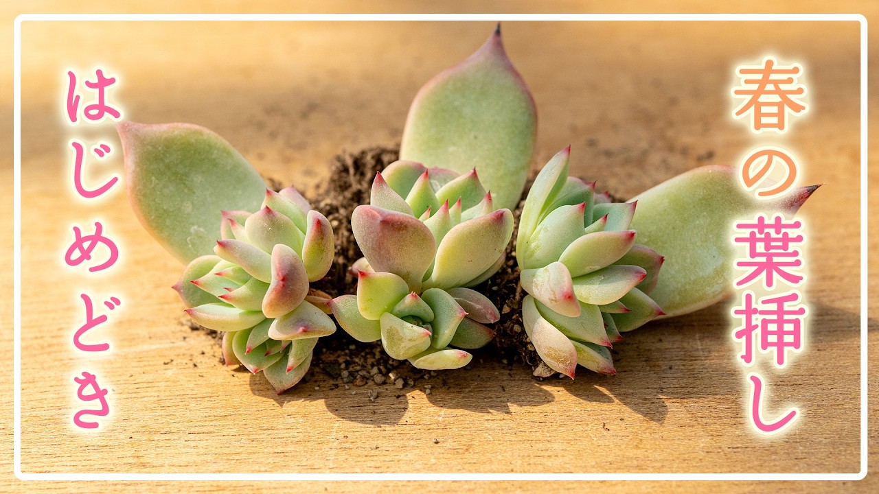 【これで芽が出る】やってほしい２つのこと🌱