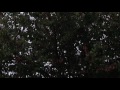 Lightning Bugs Sparkle