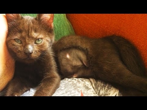 How to dry a wet kitten after a bath? watch me BLOW-DRYING our KITTEN