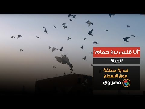 "أنا قلبى برج حمام".. "الغية" هواية معلقة فوق الأسطح