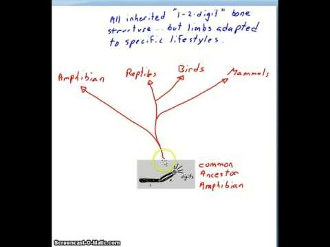 Darwin's exhibit C comparative anatomy
