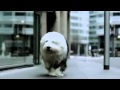 Dulux Reklama TV Nowy Pies Duluxa