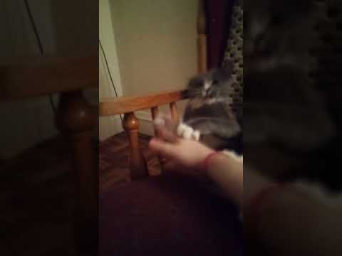 Mary Kate is a good cat