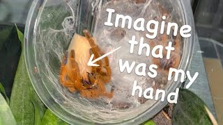 Imagine that was my hand !! ~ ALMOST BROKE MY GLASS ENCLOSURE