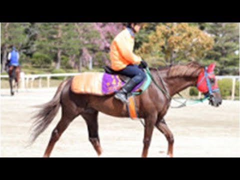 昨年の中山大障害制したニホンピロバロンが引退、乗馬へ