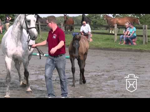 Hengstfohlen von Castellan - Quarterback - Coriano