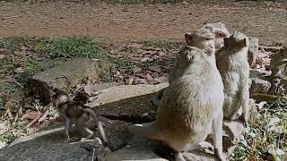 VID20241224091816 mokney moment 9