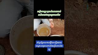 របៀបបណ្ដុះកូនសំណាព្យរបស់កសិករខេត្តបន្ទាយមានជ័យ