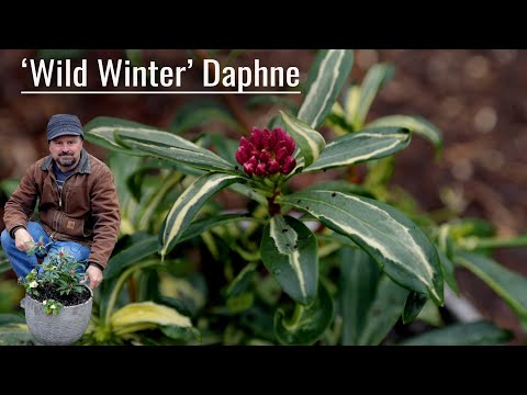 Wild Winter Daphne - Container Planting