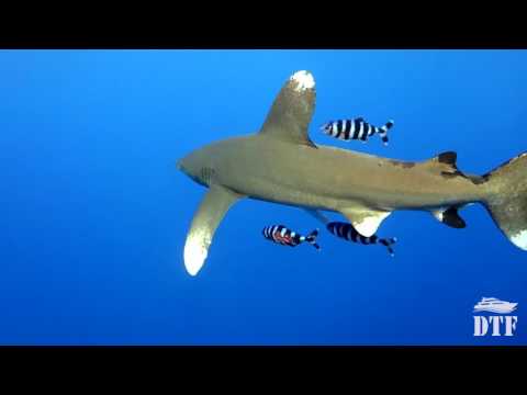 Best of the Red Sea - Brothers/Daedalus/Elphinstone