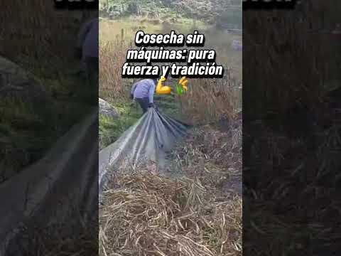 cultivo de frijol de Umbita Boyacá Colombia para el Mundo