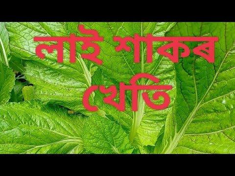 lai hak lai hakor kheti লাই শাক লাই শাকৰ খেতি lai patta lai pat