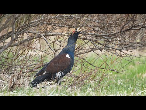 Metsis pajuurbi mekkimas