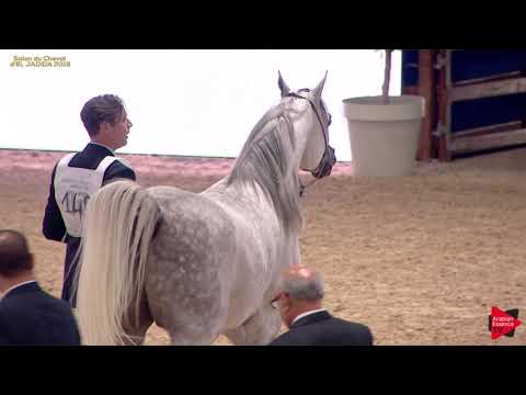 N 140 GHALI BOUZNIKA   A H  Moroccan Breeders' Cup 2019   Stallions 4 to 7 years old Class 9