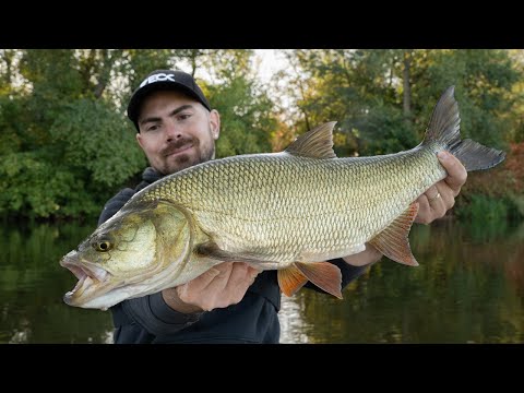 On PÊCHE les aspes en Loire, ce LEURRE les rend fous !!