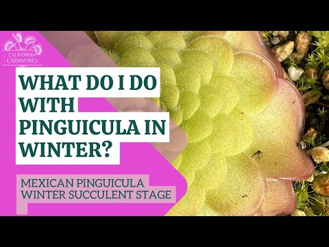 バターワート、ピンギキュラ 植物