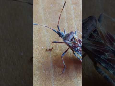 Leaf Bugs may seek to over winter in your home!