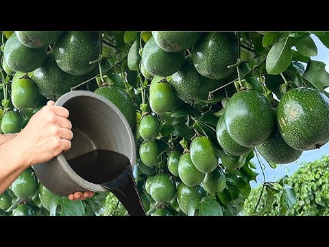 THIS FERTILIZER MAKES YOUR PASSION FRUIT TREE EXPLODE INTO FRUITS!