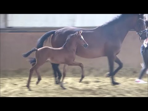 *2021 Hengst von Taurus - Metall SOLD!!!