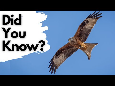 Things you need to know about RED KITES!