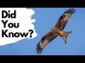 Things You Need To Know About RED KITES