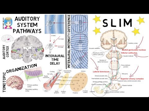 INSTANT NEURO -  Auditory Pathway