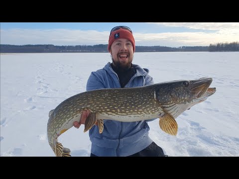 Nautiskelemassa kevätsäästä ja suurista kaloista | Ismete | Hauenkalastus