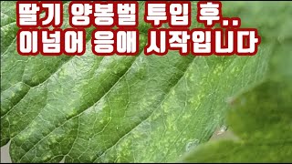 저희는 강소농 입니다. 화이팅 합시다!! 딸기 양봉벌 투입 관리 방법 응애 발생..휴... 힘들다.. 응애 …