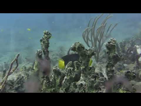 Dive Movie 3 video thumbnail