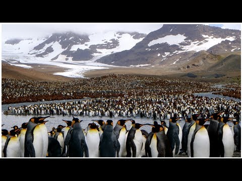 South Georgia Island Is Officially Free of Its Bird-Killing Rodents