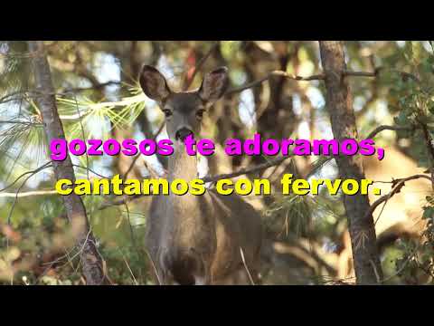 Himnario Adventista 525 Con gratitud llegamos