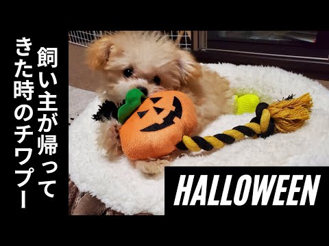 国際関係学科 飼い主がハロウィンのお土産を持って帰ってきた時のチワプー／新しいハウスの反応