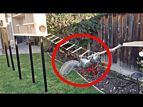 Building the Perfect Squirrel Proof Bird Feeder