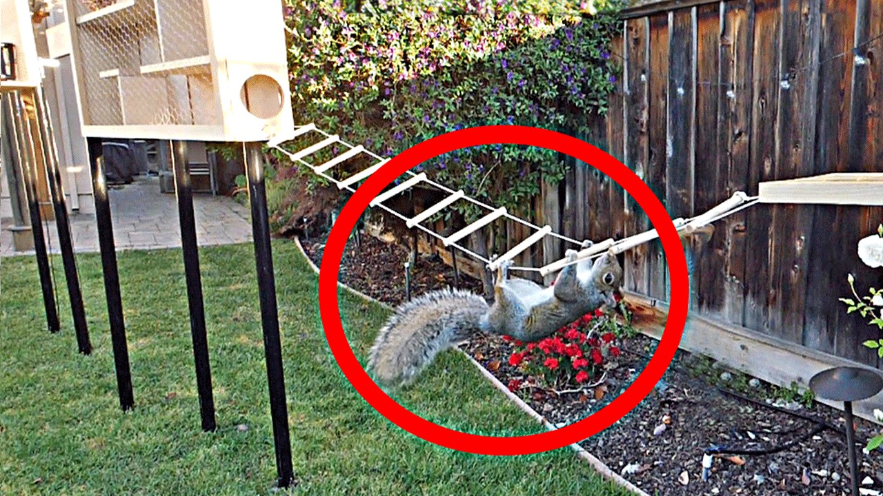 Building the Perfect Squirrel Proof Bird Feeder