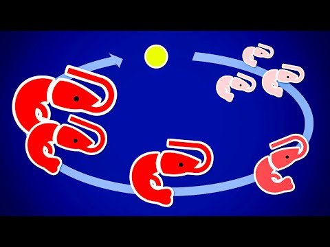 The AMAZING Life Cycle of a Cherry Shrimp