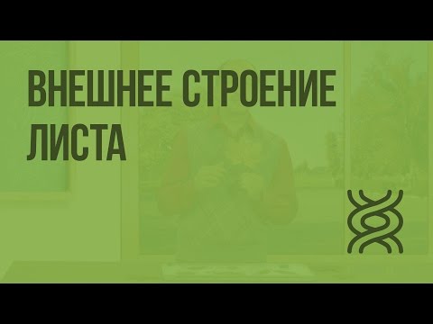 Внешнее строение листа. Видеоурок по биологии 6 класс